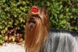 YORKSHIRE TERRIER 468